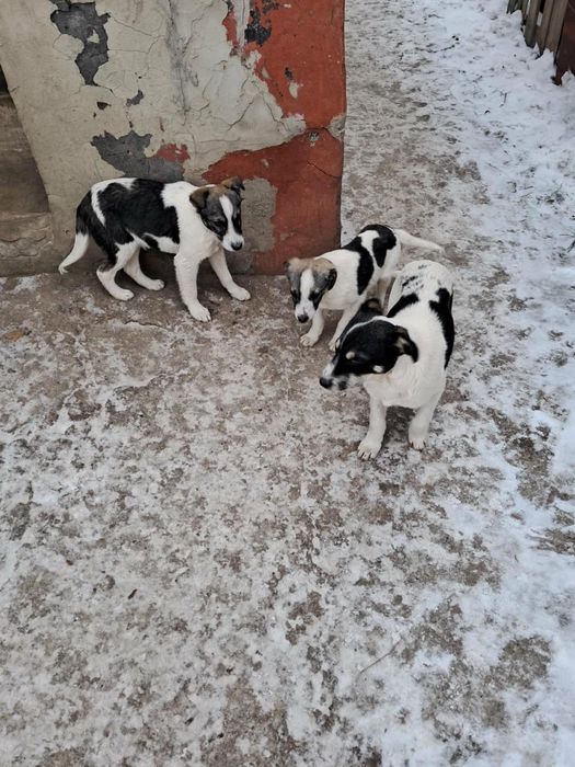 Віддамо собачек в добрі руки