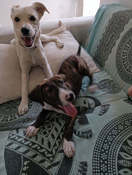 Bull terrier 2 meses (reservado)