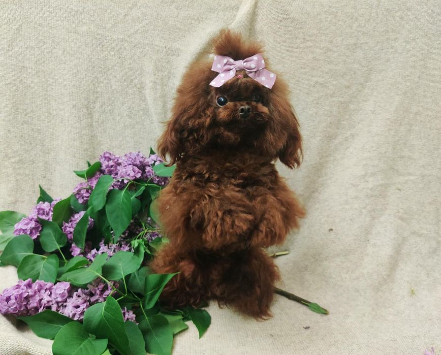 ‼️Ждём на вязку‼️холка 18 см ‼️