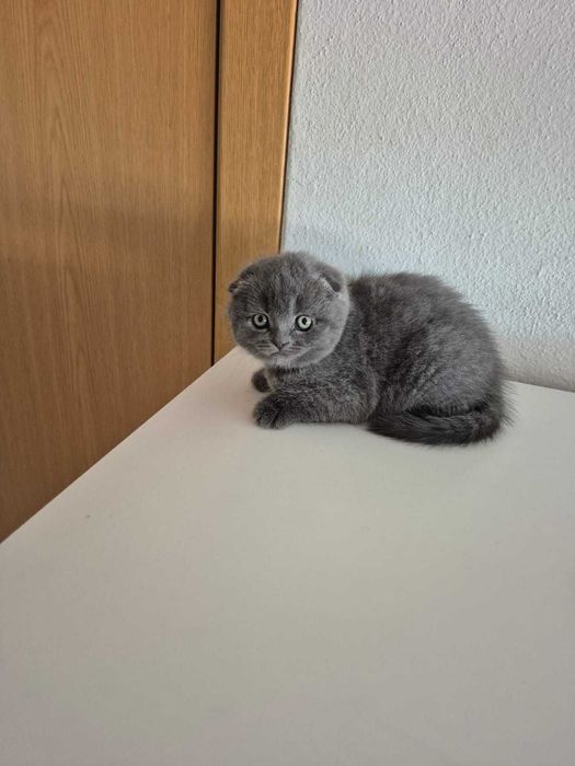 Gatinha "Scotish Fold"