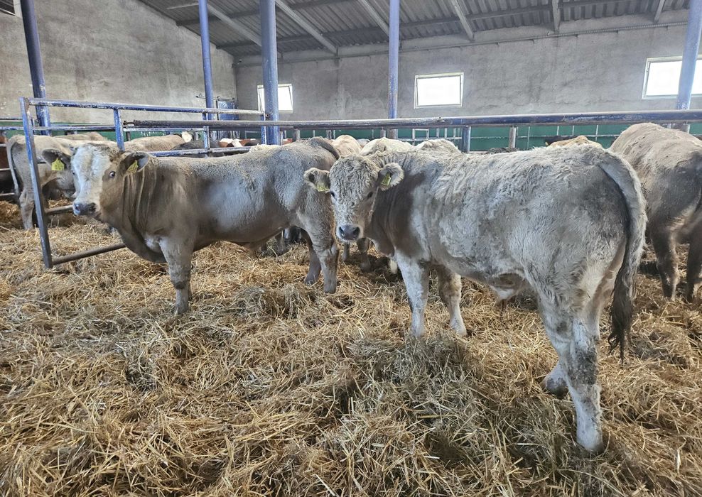 byczki byki mięsne Charolais Limousin krzyżówki