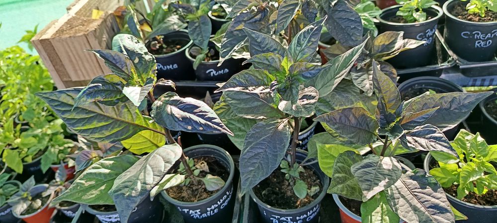 Vendo plantas de malaguetas / pimentas raras