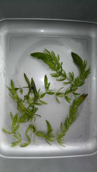 Rogatek i rzęsa roślinki akwariowe