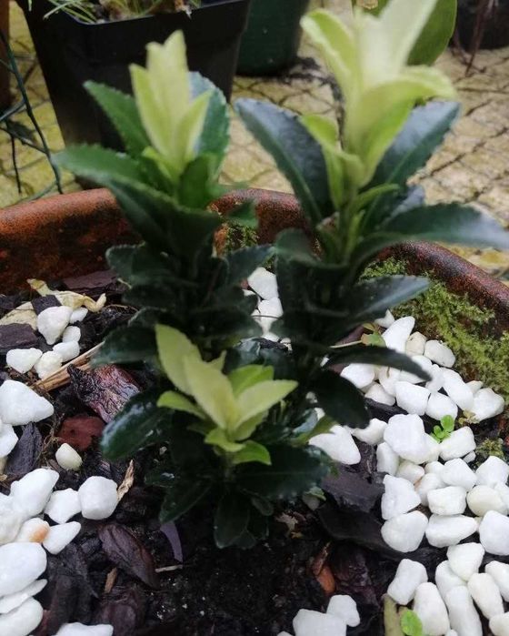 Planta Paloma branca