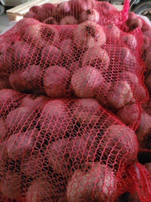 Burak czerwony ćwikłowy