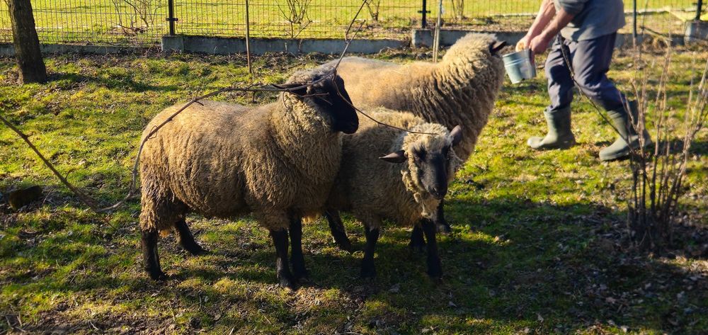 Baran tryk czarnogłówka roczny 2 szt