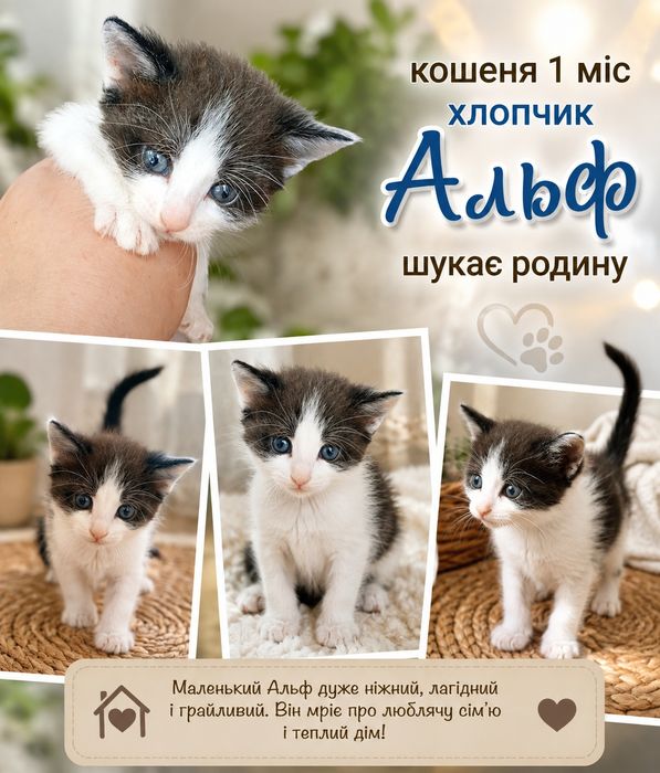 малюки шукають родини хлопчики і дівчата
