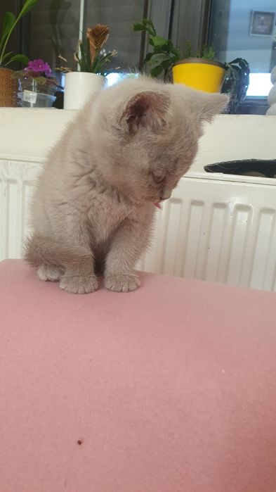 Kocurek  brytyjski   liliowy