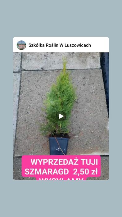 Tuja szmaragd P9 2,50zł  35 40cm 24H