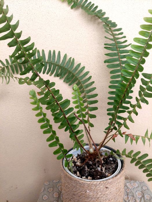 Planta feto- interior/exterior