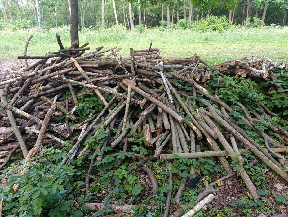 Drzewo liściaste gałęziówka pocięte i w całości