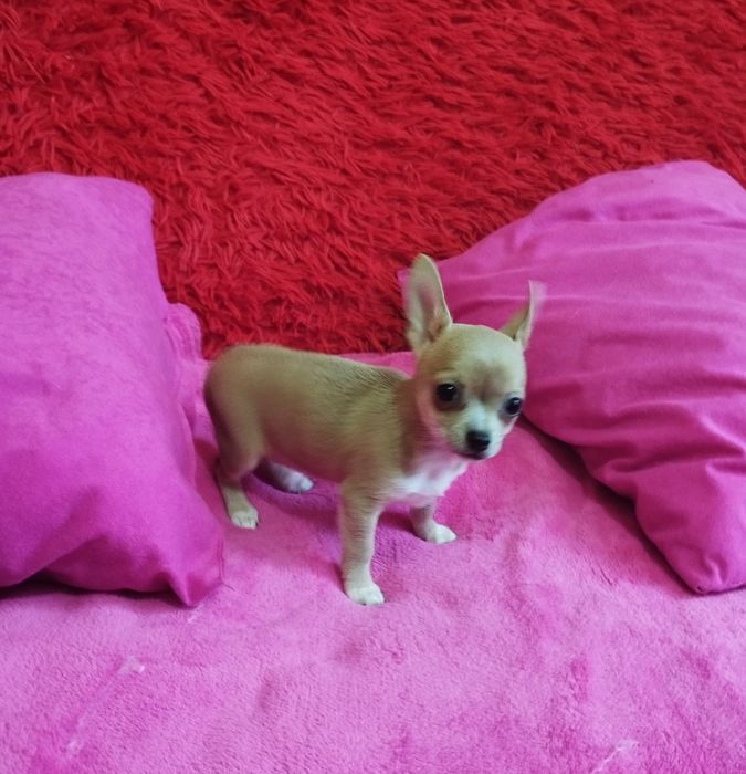 Chihuahua miniaturowa suczka