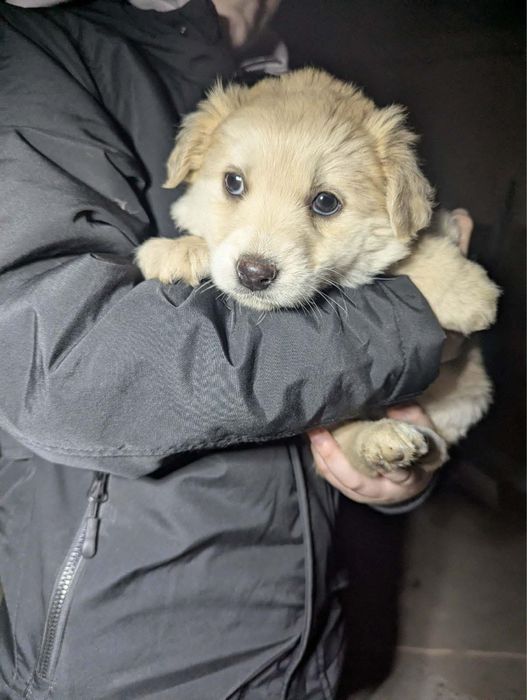 Миле видмежа в добрі руки
