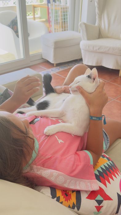 Gato esterilizado com chip e vacinas - macho