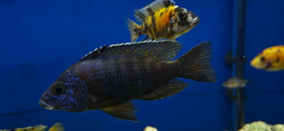 Aulonocara Chilumba Azul