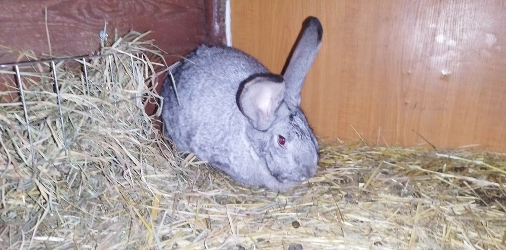 Króliki hodowlane , samice