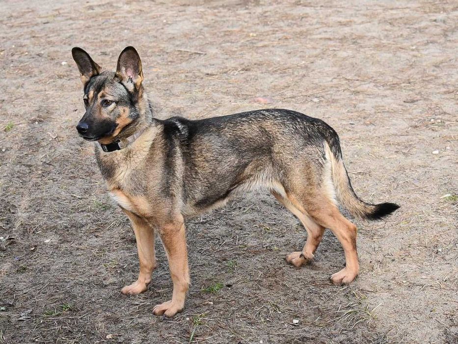 Frytka - boi się swojego cienia