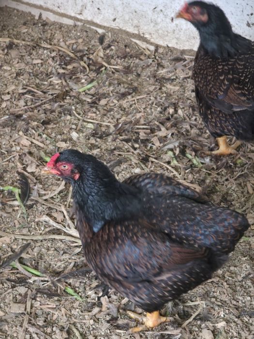 Galos e galinhas Cornish Puros