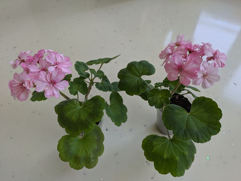 Продается пеларгония, двух видов.