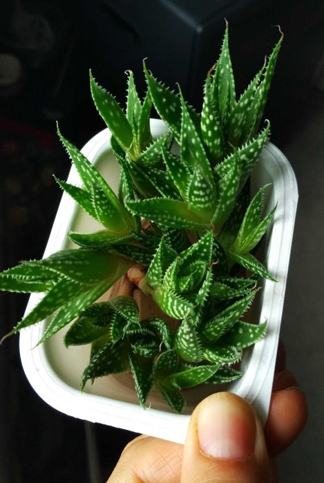 Aloes ocisty zielony sukulent roslina doniczkowa Pozna Grczyn  OLX.pl