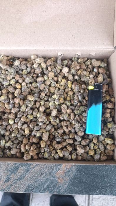 Осмії кокони для запилення