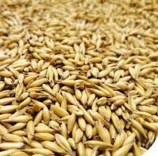 Pellet, owies, dla koni, królików,pasza, drób