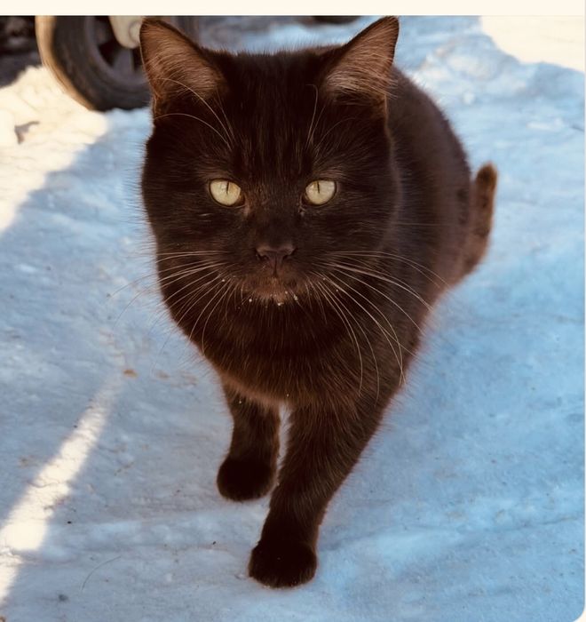 Шоколадний котик