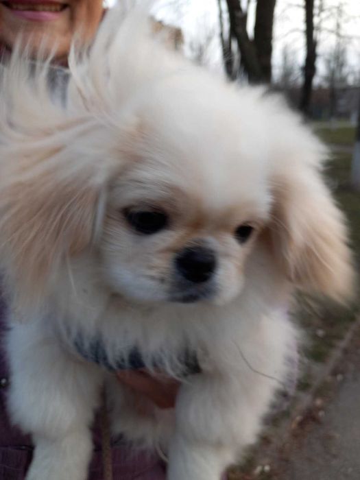 Пекинес предлагает вязку