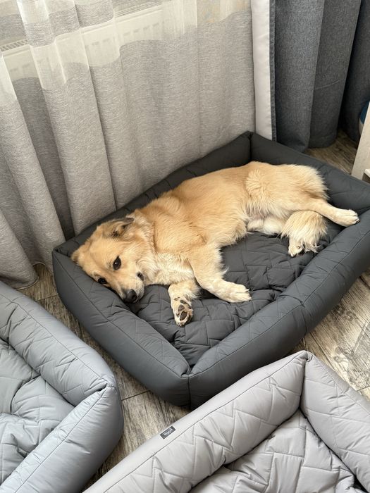 Затишна лежанка для собак
