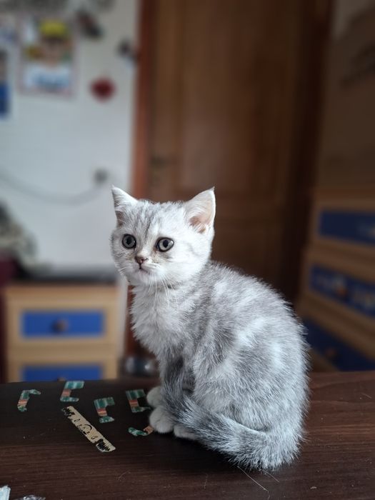 Шотландські кошенятка