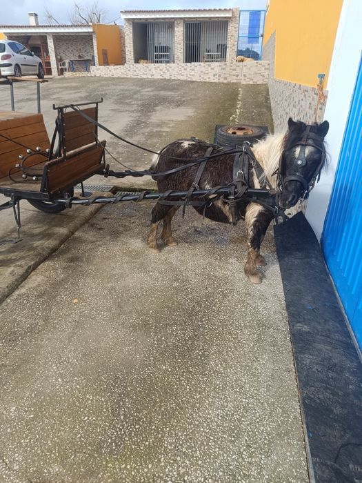Para venda mini pônei