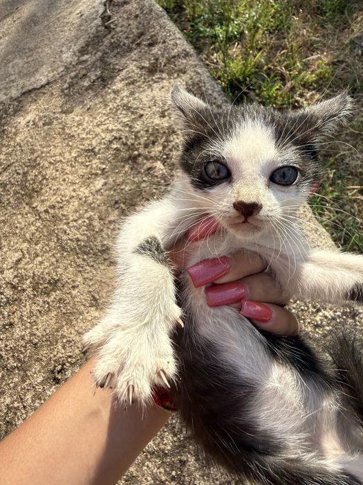 Gatinhos para adoção