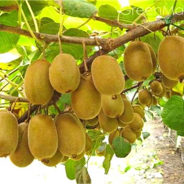 Саджанці хурми, ківі, інжир, актинідії, гранат, мигдаль,мушмула,фундук