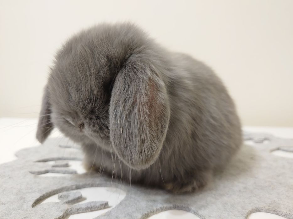 Królik Mini -Lop