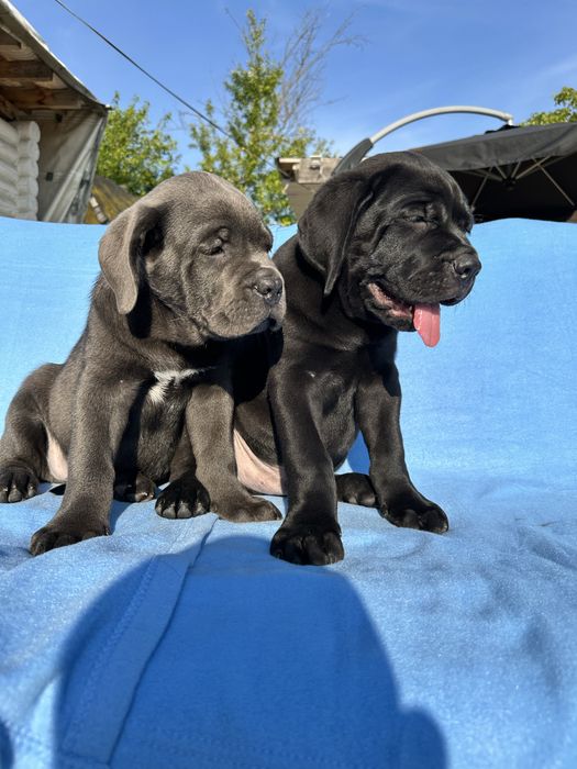 Голубой бриллиант Cane Corso — крупный щенок 2 мес