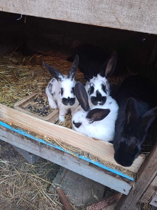 Królik na sprzedaż