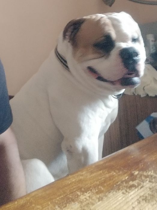 Американський Бульдог