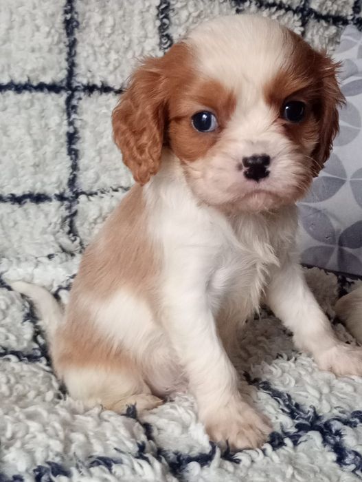 Cavalier king charles spaniel szczenię