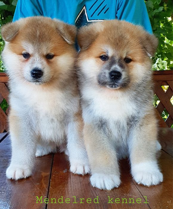 Акіта , акіта іну , японська акіта з міжнародної годівлі FCI