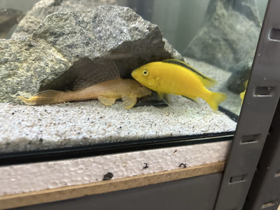 duże glonojady, pyszczaki yellow, pyszczak, glonojad