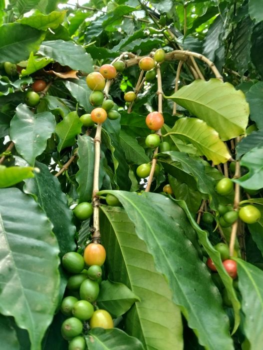 Plantas de café lllllllllll