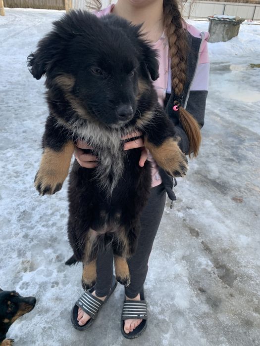 Безкоштовно щенят