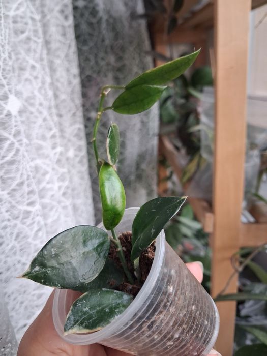 Хойя hoya Macrophylla albomarginata