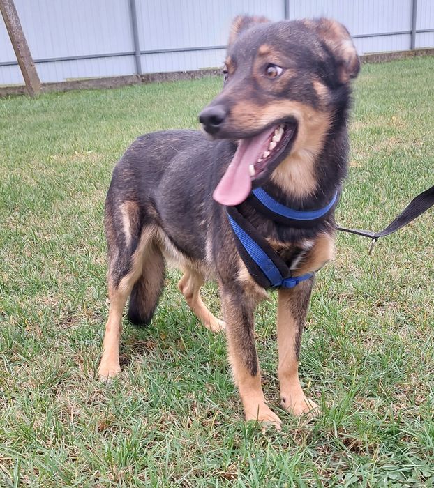 Sony pies do adopcji