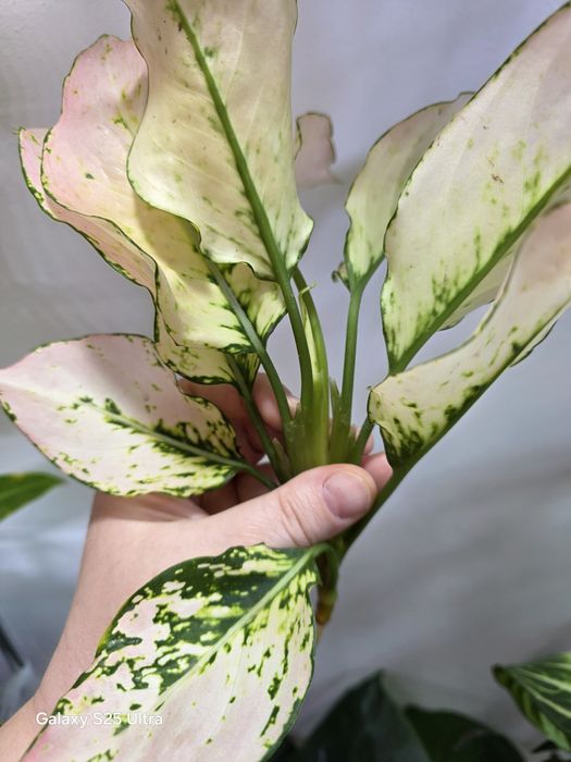 Aglaonema Rosy Rosy