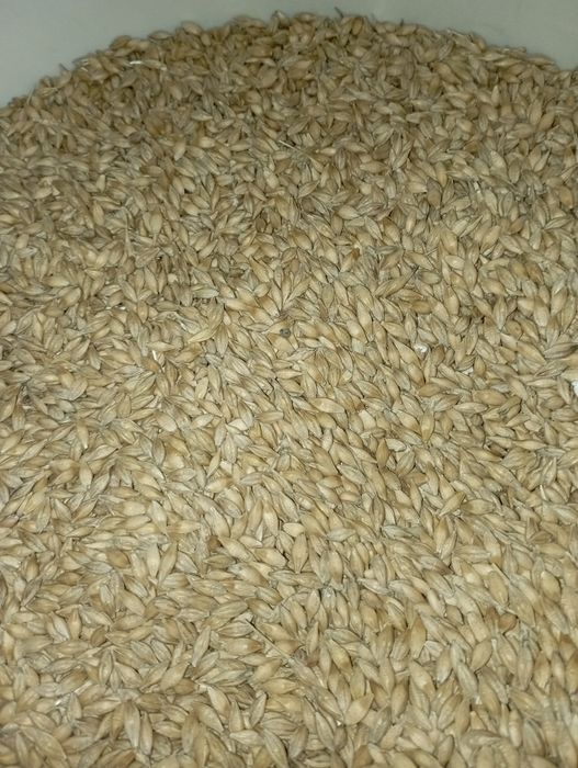 Jęczmień jary czyszczony