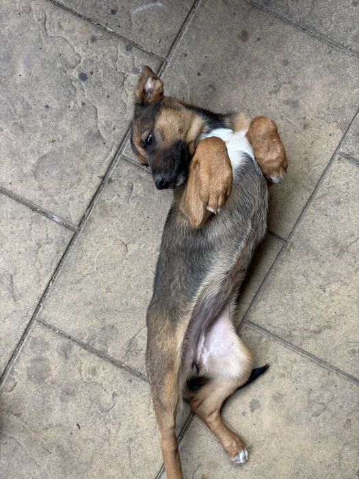 ODDAM Suke szczeniak