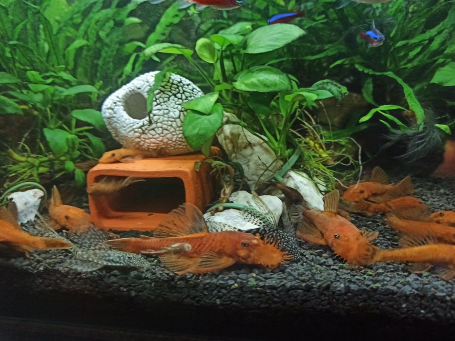 Ancistrus Red zbrojnik czerwony