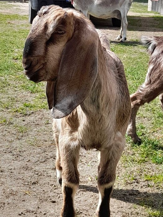 Koziolek anglonubijski 100%