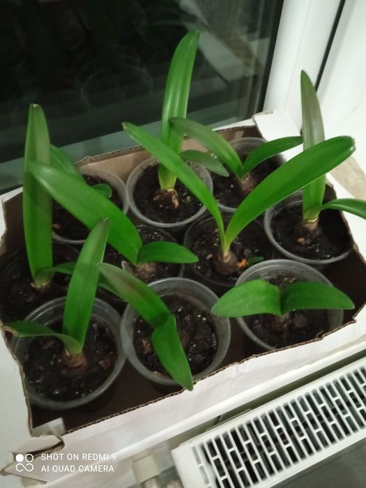 Махровий Гіпеаструм! Колекція рідкісних сортів!